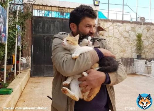 Good News: Ernesto, the Cat Man of Aleppo in Syria, survived the earthquake and so did all the cats in his sanctuary. Sending love you way, sir. @theAleppoCatmen