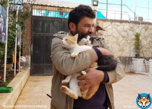 Good News: Ernesto, the Cat Man of Aleppo in Syria, survived the earthquake and so did all the cats in his sanctuary. Sending love you way, sir. @theAleppoCatmen