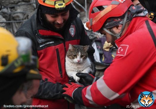 Rescue workers pull a cat from the earthquake rubble in Kahramanmaras, Turkey. Photo: Evrim Aydin/Getty Images.