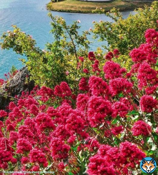 Springtime at Central Otago in New Zealand