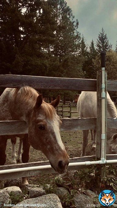 &mdash; Willow Farm &mdash;  Harry Styles always preferred the quiet life caring for his horses but when he finds Iris and her little boy feeding his mare over the farm fence, he can&rsquo;t help but wonder what more his life could be.  // ONESHOT COMING SOON //
