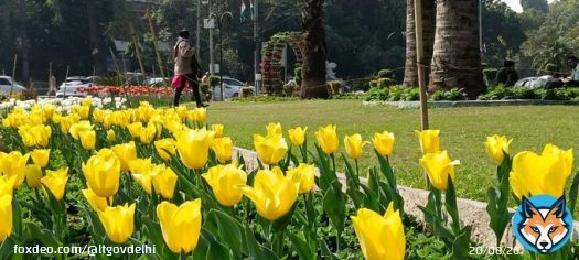 Tulips blooming in Delhi are making this spring a bit special!   Earlier, NDMC procured & planted 40,000 bulbs of Tulips.   This year 1.4 Lakh bulbs were planted and next year 5 lakh bulbs will be planted in NDMC & MCD areas.  Slowly but surely we move to be the City of Flowers.