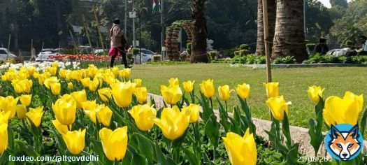 Tulips blooming in Delhi are making this spring a bit special!   Earlier, NDMC procured & planted 40,000 bulbs of Tulips.   This year 1.4 Lakh bulbs were planted and next year 5 lakh bulbs will be planted in NDMC & MCD areas.  Slowly but surely we move to be the City of Flowers.