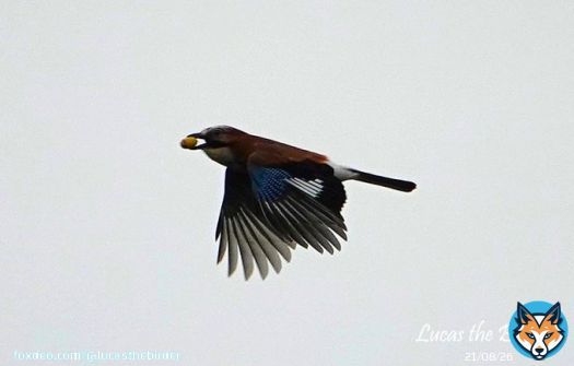 A Jay carrying an acorn.   #birds #BirdsOfTwitter #birdwatching #birding #TwitterNatureCommunity #twitterbird #naturelover #BirdsSeenIn2023 #nature #bird