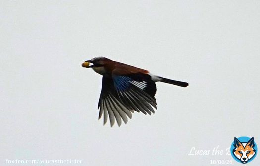 A Jay carrying an acorn.   #birds #BirdsOfTwitter #birdwatching #birding #TwitterNatureCommunity #twitterbird #naturelover #BirdsSeenIn2023 #nature #bird