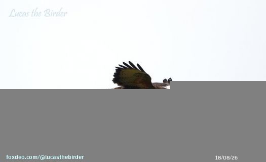 Buzzard in flight.  #birdwatching #birds #BirdsOfTwitter #BirdTwitter #TwitterNatureCommunity #twitterbird