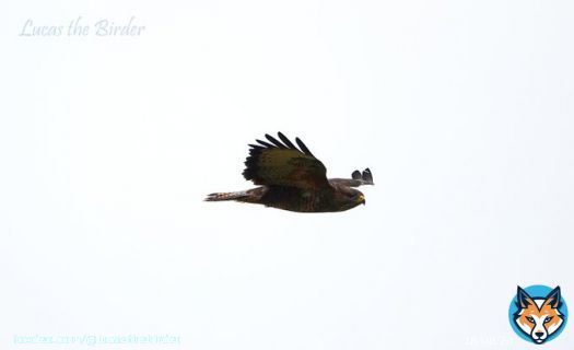 Buzzard in flight.  #birdwatching #birds #BirdsOfTwitter #BirdTwitter #TwitterNatureCommunity #twitterbird