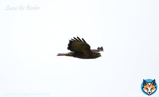 Buzzard in flight.  #birdwatching #birds #BirdsOfTwitter #BirdTwitter #TwitterNatureCommunity #twitterbird