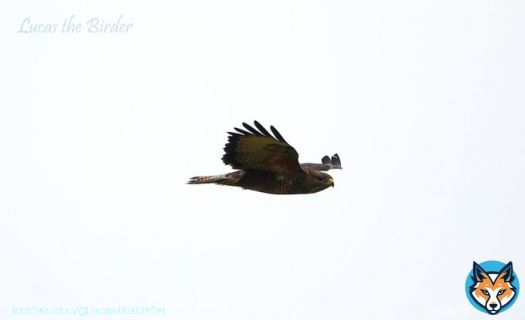 Buzzard in flight.  #birdwatching #birds #BirdsOfTwitter #BirdTwitter #TwitterNatureCommunity #twitterbird