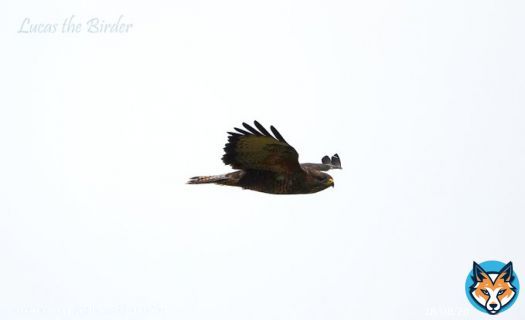 Buzzard in flight.  #birdwatching #birds #BirdsOfTwitter #BirdTwitter #TwitterNatureCommunity #twitterbird