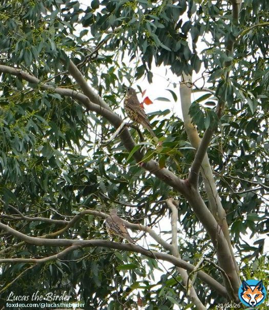 I saw 4 Mistle Thrush in my local Churchyard. #birds #BirdsOfTwitter #TwitterNatureCommunity #birding #birdwatching #twitterbird