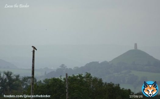A Buzzard perched in front of Glastonbuty Tor. Taken yesterday on a walk in the fields near my house. #bird #birdphotography #TwitterNaturePhotography #birdwatching #birding #BirdsOfTwitter #glastonburyTor #BirdTwitter #TwitterBird