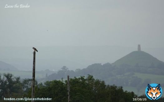 A Buzzard perched in front of Glastonbuty Tor. Taken yesterday on a walk in the fields near my house. #bird #birdphotography #TwitterNaturePhotography #birdwatching #birding #BirdsOfTwitter #glastonburyTor #BirdTwitter #TwitterBird