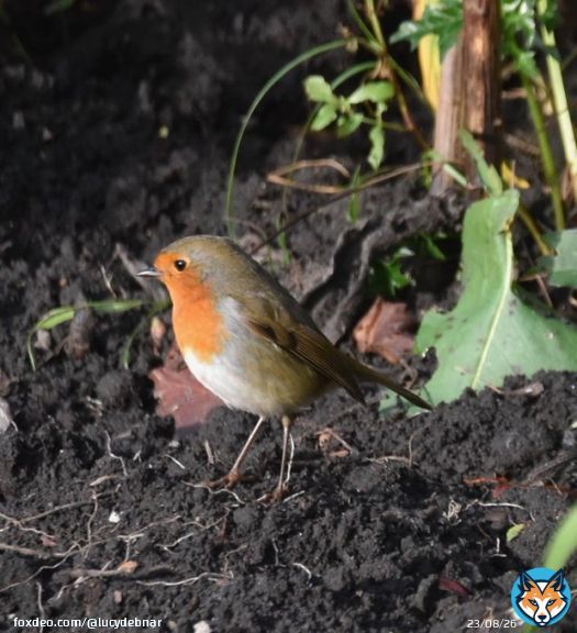 Good morning everyone     #nature #NatureBeauty #robin #birds #birdphotography #outdoors  #MondayMotivaton #Nikon #nikonphotography @UKNikon