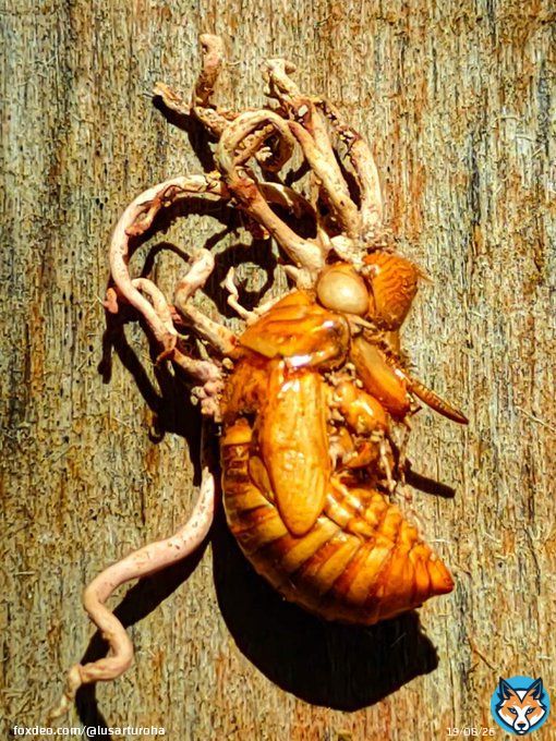 Si todo es creaci&oacute;n de Dios, &iquest;Con qu&eacute; finalidad cre&oacute; &eacute;sto un dios de amor?  El g&eacute;nero de hongos Ophiocordyceps es famoso por ser el hongo de las 'hormigas zombi'. Se trata de un par&aacute;sito que afecta a iinsectos manipul&aacute;ndolos en su propio beneficio.