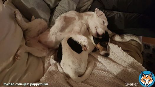 Flora #sleeping on me  . . . #friends #friendship #dogs #dogsofinstagram #doglover #doglovers #cutedogs #nap #jackrussellterrier #jackrussell #jackrusselllovers #dogslife #parsonrussellterrier #parsonrussell #parsonrussellsofinstagram #puppylove #puppydog #cuteness #cani