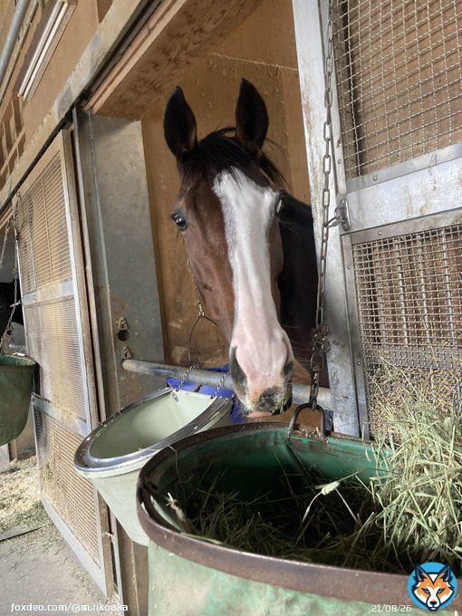 &uarr;の、森田師目線  うらやましい&hellip;  #メロディーレーン ちゃん #ステイヤーズステークス