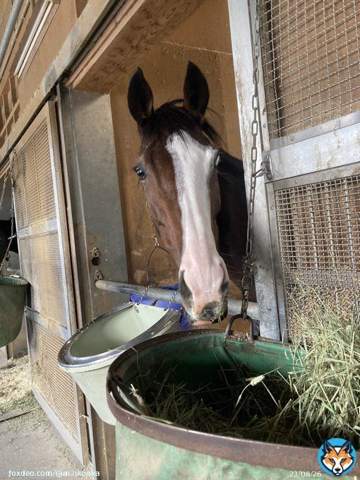 &uarr;の、森田師目線  うらやましい&hellip;  #メロディーレーン ちゃん #ステイヤーズステークス