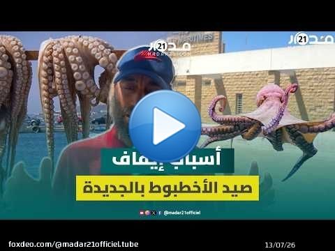 الجديدة.. قرار جديد يوقف صيد الأخطبوط واتهامات لـ'لوبي' بتخريب مخزون الطحالب