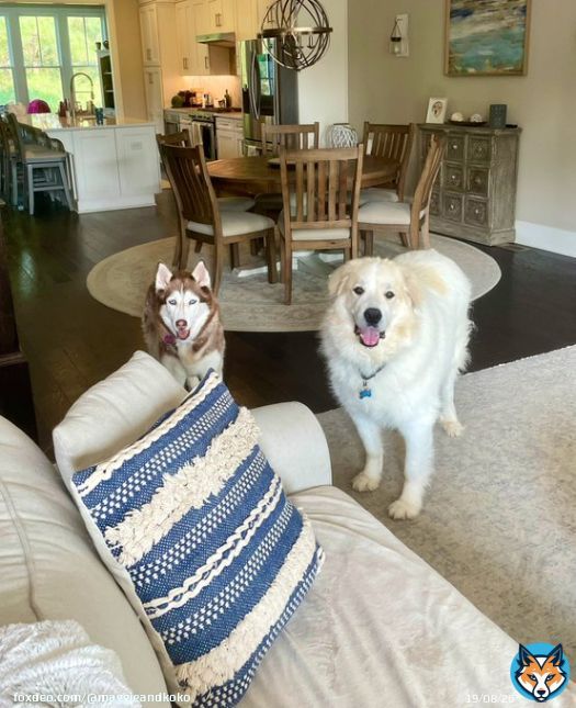 That look when you know mom is about to say the T-R-E-A-T word!  #Mondaymorning #dogsoftwitter #KokoandBear