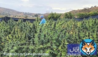مزارعو القنب الهندي المقنن يترقبون تمديد فترة زراعة 'البلدية' في المغرب