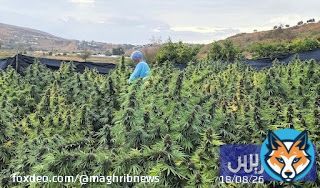 مزارعو القنب الهندي المقنن يترقبون تمديد فترة زراعة 'البلدية' في المغرب