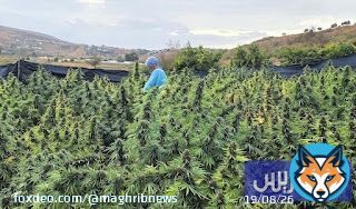مزارعو القنب الهندي المقنن يترقبون تمديد فترة زراعة 'البلدية' في المغرب