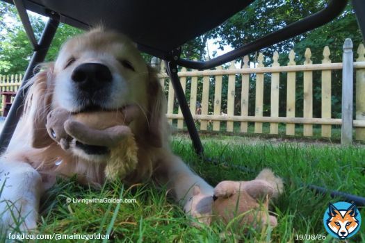 You don't mind me squeaking my toy under your chair while you enjoy your morning cup of coffee, right? #SaturdayMorning #DogsOfTwitter #RaiseTheWoof