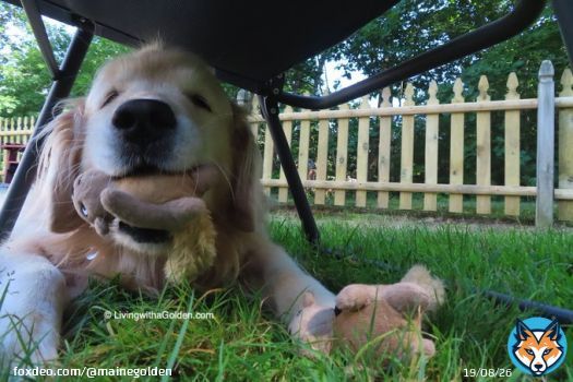 You don't mind me squeaking my toy under your chair while you enjoy your morning cup of coffee, right? #SaturdayMorning #DogsOfTwitter #RaiseTheWoof