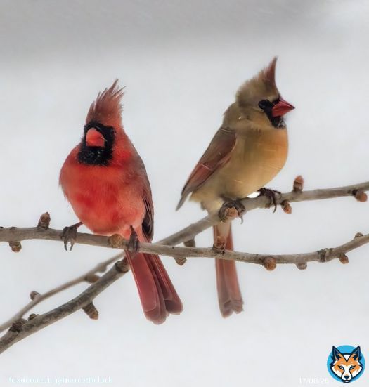 Mr and Mrs Northern Cardinal, watching the winter storm picking up some strenght over here. #birds #birdphotography #naturephotography #ottawa #winterstorm #wildlife #nature