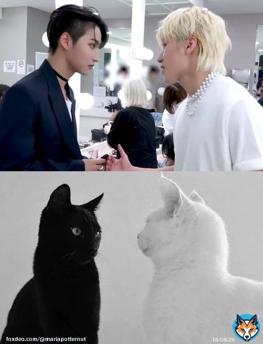 You all know what needs to be done. All the cat pages forced to learn Seonghwas name were training for this day.