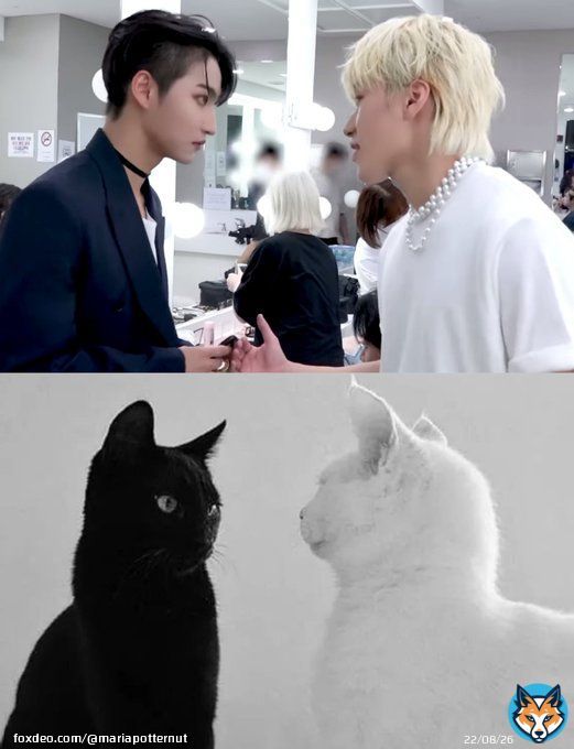 You all know what needs to be done. All the cat pages forced to learn Seonghwas name were training for this day.