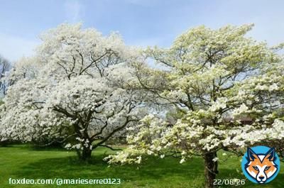 USDA Hardiness Zones indicate the swaths of the country where various plants can grow, based on minimum winter temperatures. White dogwood trees grow in Zones 5-9, across most of the country except for very far north and very far so