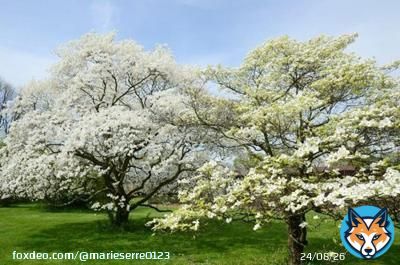 USDA Hardiness Zones indicate the swaths of the country where various plants can grow, based on minimum winter temperatures. White dogwood trees grow in Zones 5-9, across most of the country except for very far north and very far so