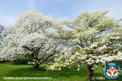 USDA Hardiness Zones indicate the swaths of the country where various plants can grow, based on minimum winter temperatures. White dogwood trees grow in Zones 5-9, across most of the country except for very far north and very far so