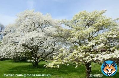 USDA Hardiness Zones indicate the swaths of the country where various plants can grow, based on minimum winter temperatures. White dogwood trees grow in Zones 5-9, across most of the country except for very far north and very far so