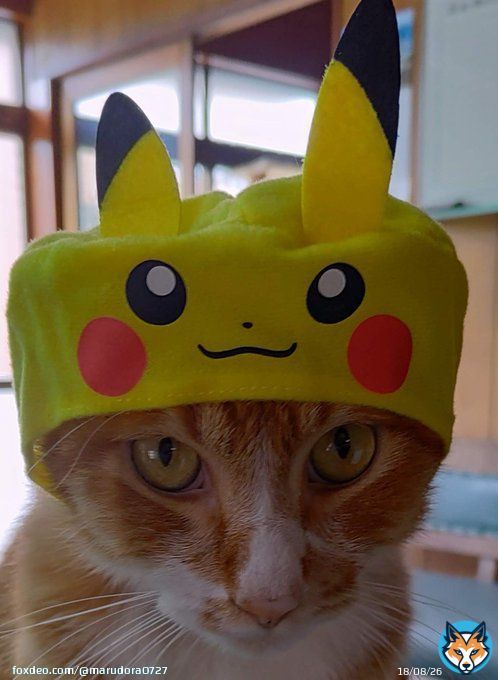 トップモデルタルちゃんによるポケモンコスプレ ※決して嫌な顔はしません #HappyHalloween #ハロウィンコスプレ #猫好きさんと繋がりたい