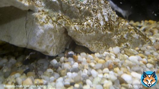おはよう！(・&omega;・)ゞ #おはよう20230515  #気象庁 発表 #大阪府 の #天気予報 【天気】くもり 時々 晴れ 所により 夕方 まで 雨 で 雷を伴う 【降水確率】- ％/ 40 ％/ 30 ％/ 10 ％ 【日中気温】24℃  #GoogleTrends #急上昇ワード 1位 #トルコ大統領選挙  だぞ、と^^)b