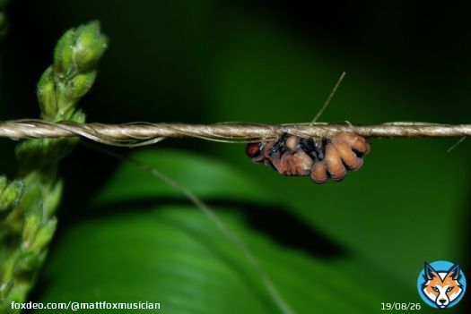 Ophiocordyceps on Fly. #insectphotography #fungus #death #nature #strangebuttrue  Art by Matt Fox   New artwork posted daily.