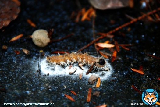 Ophiocordyceps on Caterpillar. #decay #sad #fallen #caterpillarphotography #nature   Art by Matt Fox