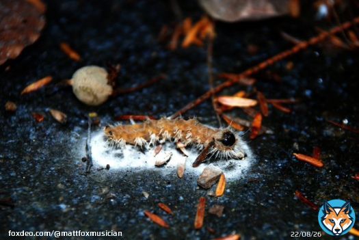 Ophiocordyceps on Caterpillar. #decay #sad #fallen #caterpillarphotography #nature   Art by Matt Fox