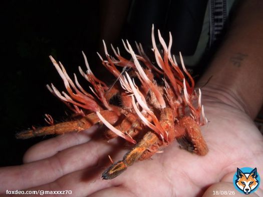 Un Ophiocordyceps caloceroides creciendo en el cuerpo (muerto) de una tarantula. (si, c&oacute;mo el de #lastofus )