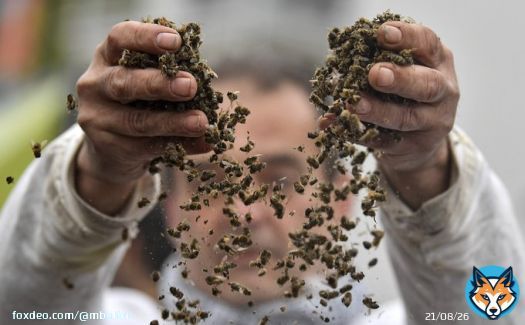 The scientific evidence that #glyphosate is harmful to humans, animals, insects, microbes, and the environment has piled so high over the past several years that only the companies that sell it (eg Monsanto/Bayer) can continue to deny it.