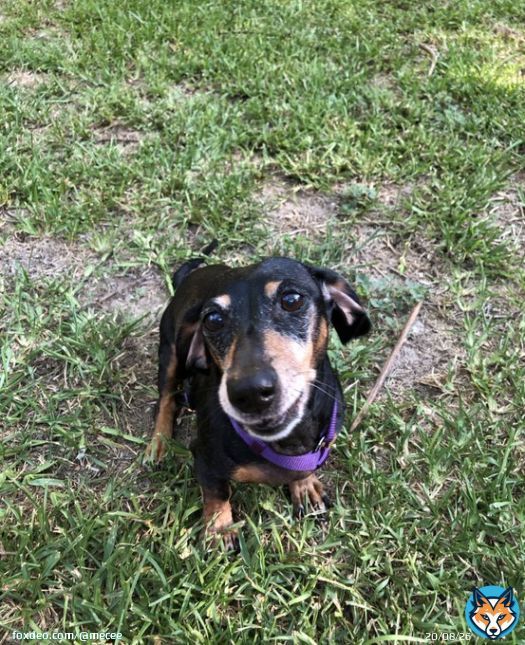 Lillian Sinclaire, still recovering from her neck surgery, but back to really sassy and ready for at least one new squeaky ball per day (I know, but she&rsquo;s awesome).