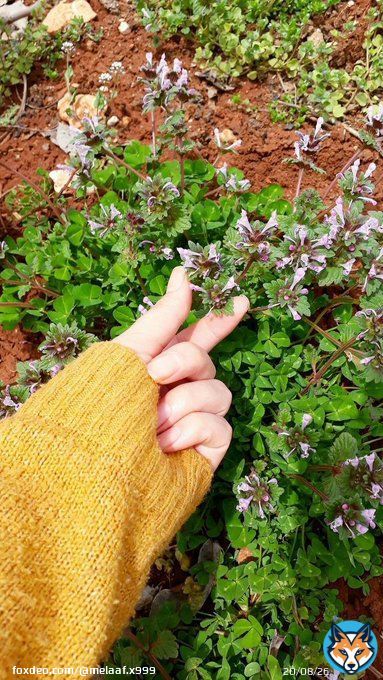 اللهُم مسآء لا يمسنا فيه سوء,  مسآء مبشر بكل شيء جميل'   .  .  .#مساءالخيررر  #مساءالورد