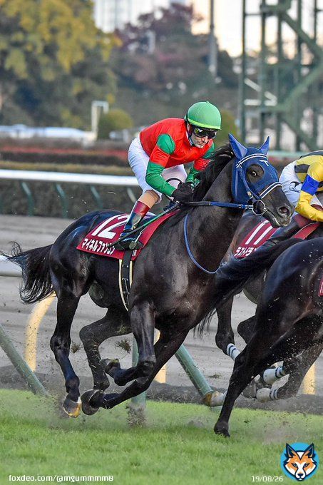 2022/11/06 東京11R アルゼンチン共和国杯 マイネルファンロンさんが1周目こっちを見ていた！ 「おい、今日の距離知ってるか？」   #マイネルファンロン  #アルゼンチン共和国杯