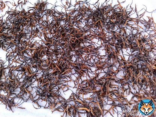 #Caterpillar #fungus production declining in #Putao, #Burma ...   | #Sheepati | #Cordyceps | #fungi | #Ophiocordyceps | #ClimateChange | Via