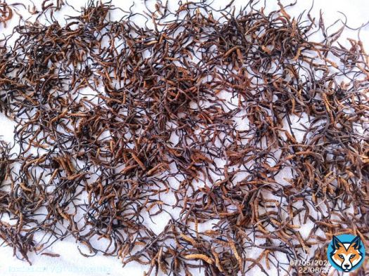 #Caterpillar #fungus production declining in #Putao, #Burma ...   | #Sheepati | #Cordyceps | #fungi | #Ophiocordyceps | #ClimateChange | Via