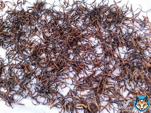 #Caterpillar #fungus production declining in #Putao, #Burma ...   | #Sheepati | #Cordyceps | #fungi | #Ophiocordyceps | #ClimateChange | Via