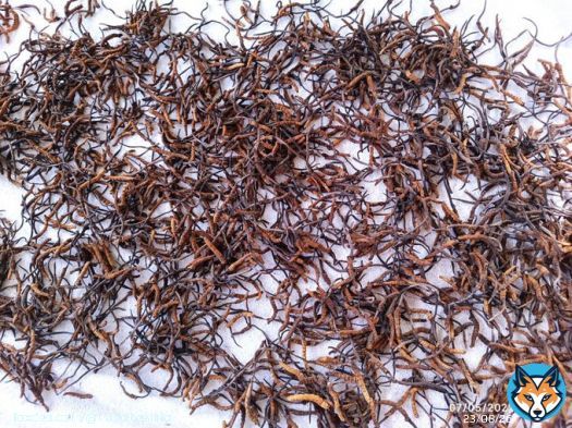#Caterpillar #fungus production declining in #Putao, #Burma ...   | #Sheepati | #Cordyceps | #fungi | #Ophiocordyceps | #ClimateChange | Via